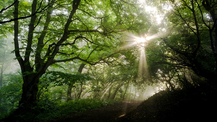 The Search for Wisdom and Light